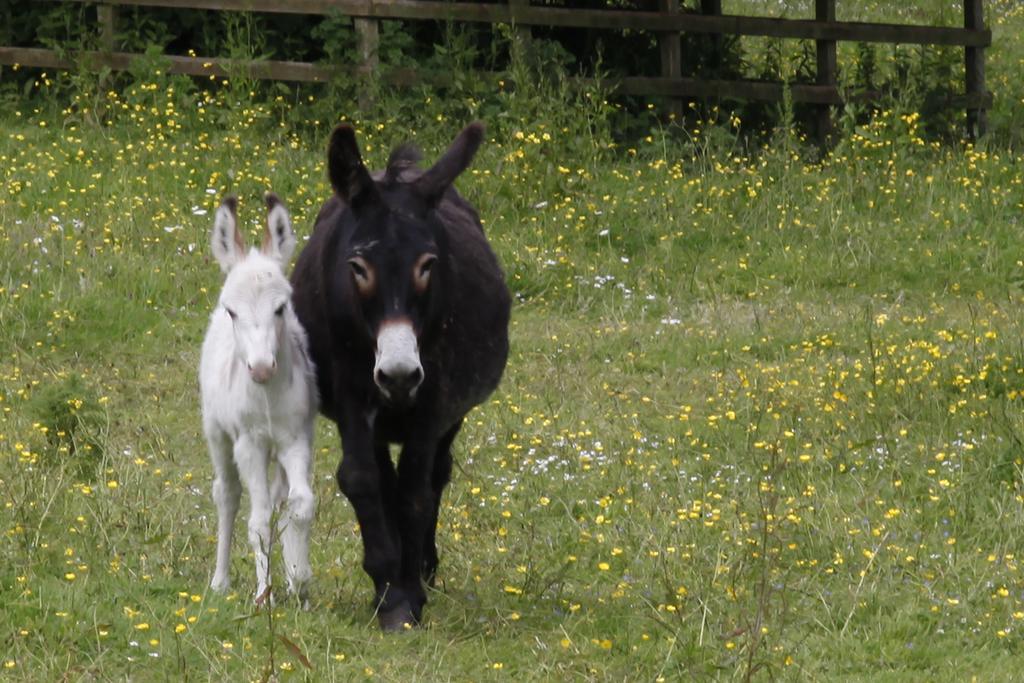 Barnabrow Country House Killinagh Esterno foto